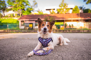 Gentle Pup - Dashing Diamond Easy Harness
