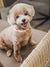 Gentle Pup - Camelia Dog Collar