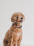 Gentle Pup - Razzle Dazzle Dog Collar