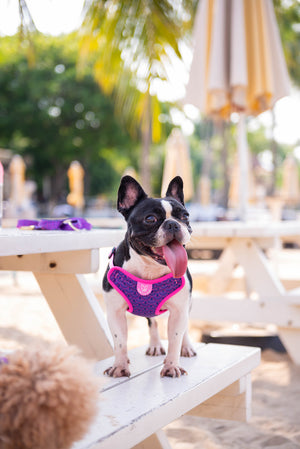 Gentle Pup - Piper Pink Easy Harness