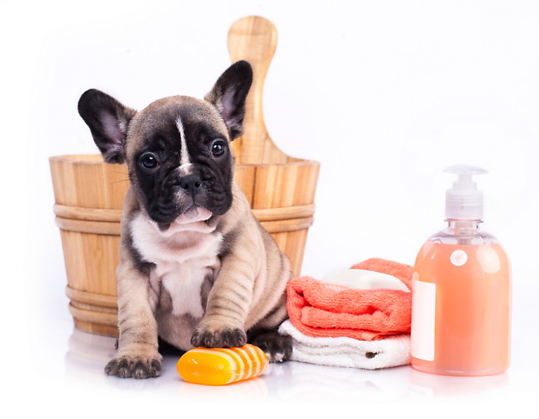 Toxic Cleaning Products For Pets - Mingala-Bark