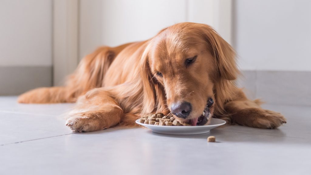 Is your dog food fake food?