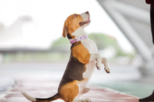 Gentle Pup - Taro Dog Collar