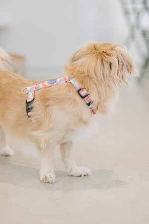 Gentle Pup - After the Rain Maxi Harness