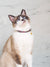 Gentle Pup - Rainbow Maze Cat Collar