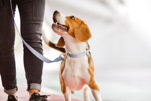 Gentle Pup - Cornflower Dog Collar