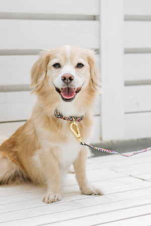 Gentle Pup - Rainbow Maze Dog Collar