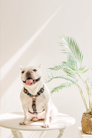 Gentle Pup - Rainbow Maze Maxi Harness
