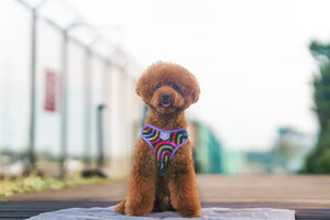 Gentle Pup - Rainbow Maze Easy Harness