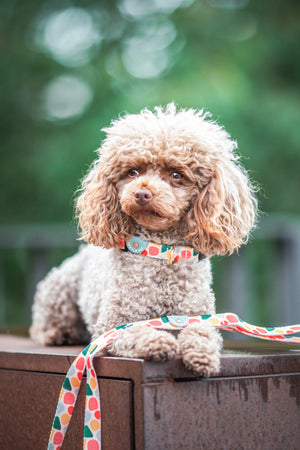 Gentle Pup - Candy Callie Collar