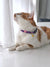 Gentle Pup - Piper Pink Cat Collar