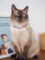 Gentle Pup - Molly Meadows Cat Collar