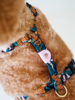 Gentle Pup - Coco Congo Maxi Harness