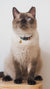 Gentle Pup - Razzle Dazzle Cat Collar