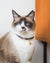 Gentle Pup -Coco Congo Cat Collar