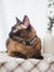 Gentle Pup - Ollie Oliver Cat Collar