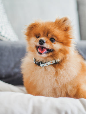 Gentle Pup - Baby BamBam Collar