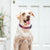 Gentle Pup - Piper Pink Collar