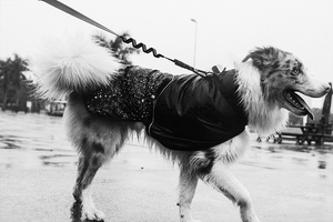 Zee.Dog Ozzy Raincoat